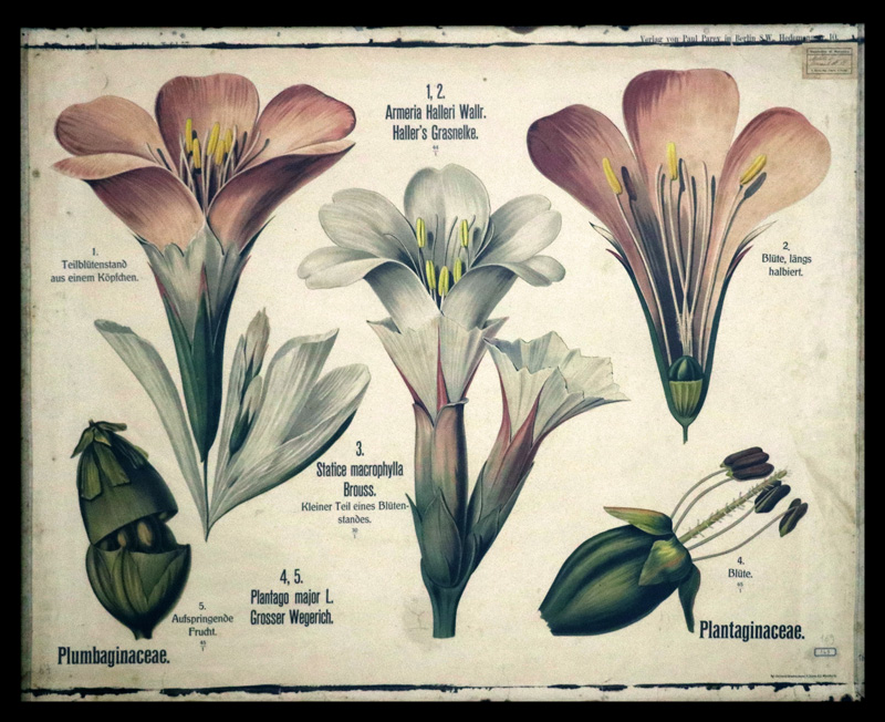 Tafel 57 Plumbaginaceae